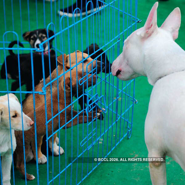 A pet during the Indian Kennel League's dog show, held in New Delhi