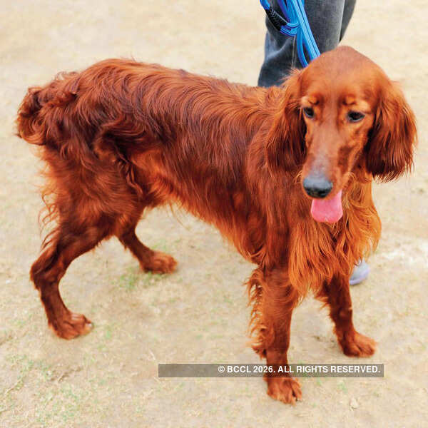 A pet during the Indian Kennel League's dog show, held in New Delhi