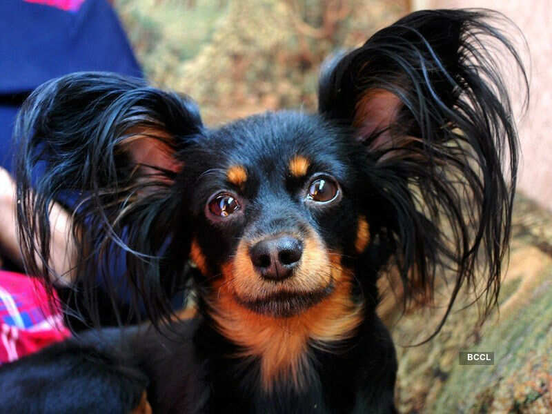 21 Dog Breeds! Photogallery Times of India