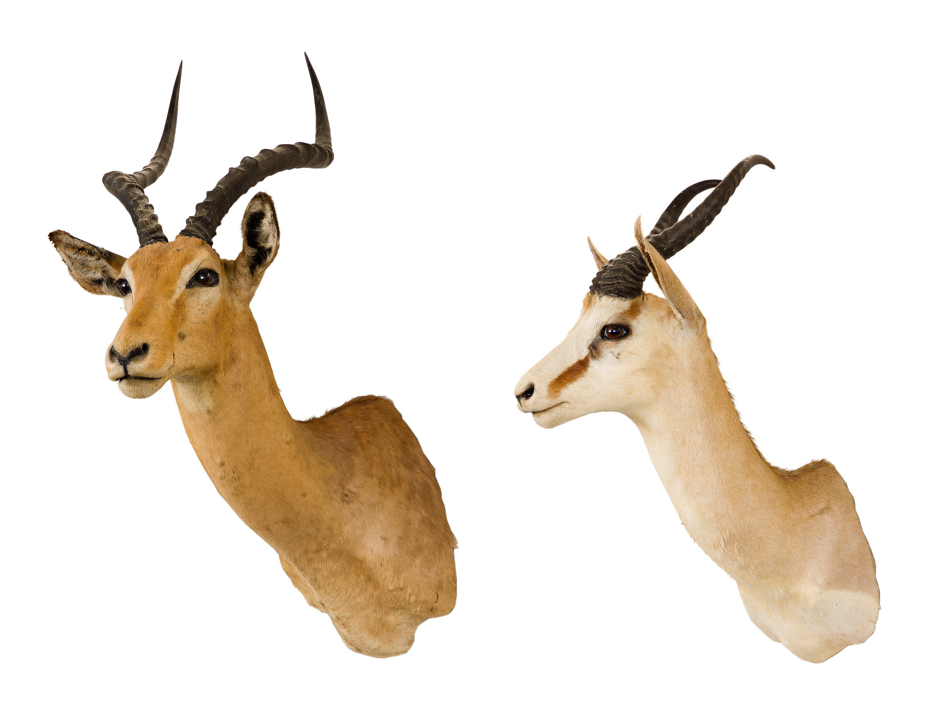 African Springbok and Impala Shoulder Mount Taxidermy for sale at