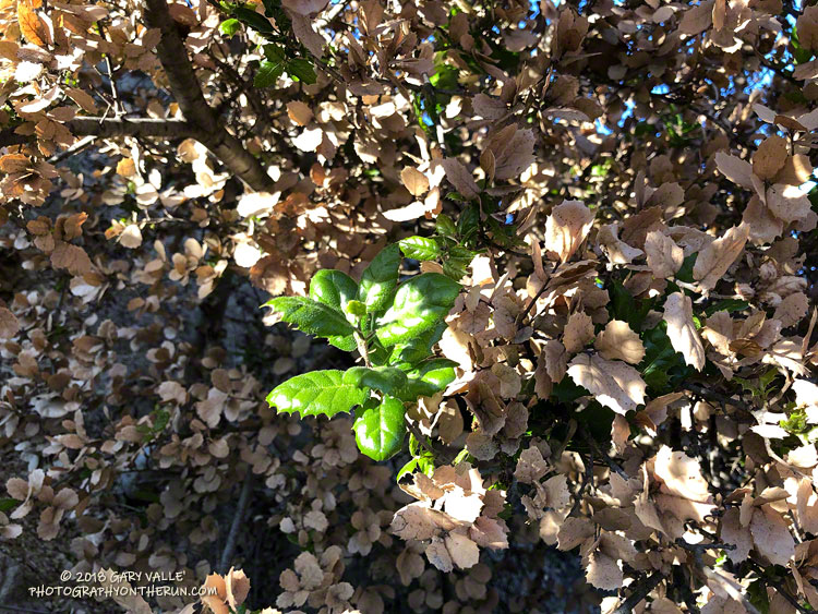 After the Woolsey Fire Sprouting Live Oak Leaves