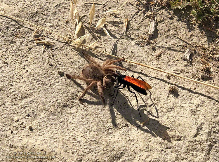 Tarantula Hawk with a Tarantula