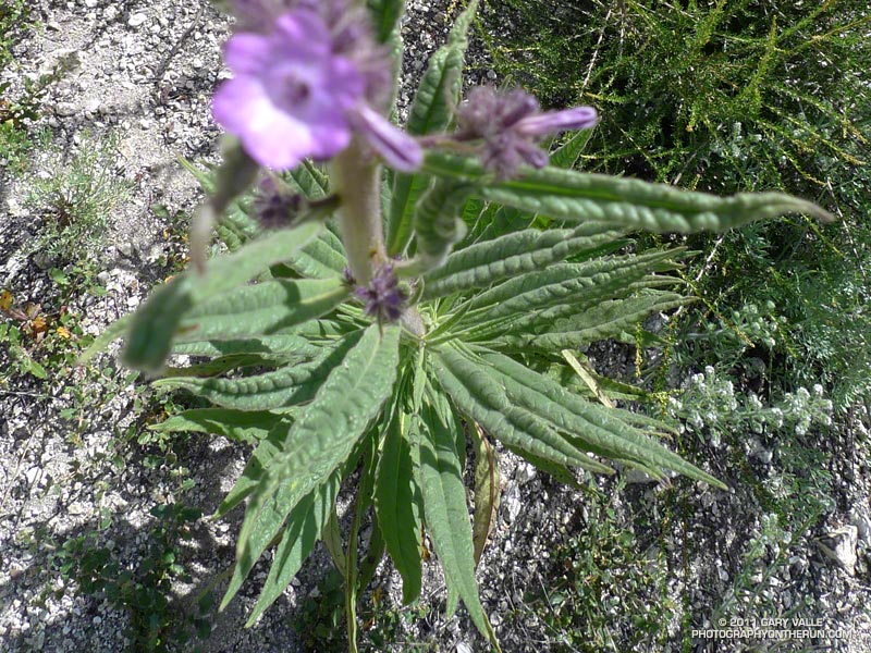 After the Station Fire Contact Dermatitis from