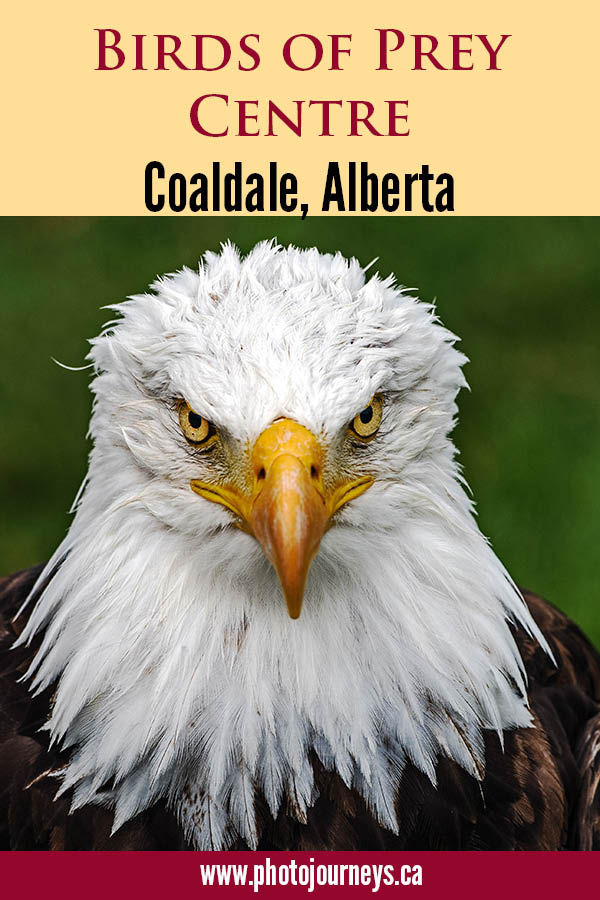 Alberta Birds of Prey Centre Photo Journeys