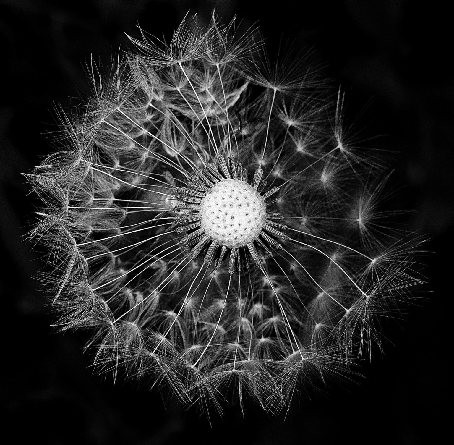 How to Work With Flash in Macro Photography PhotoPXL