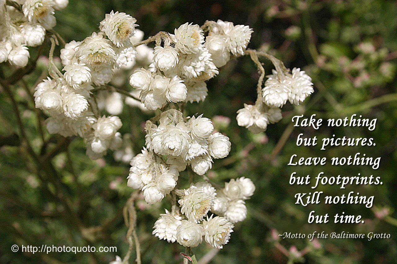 Beauty Of Dried Flowers Quotes / How To Press Flowers Leaves Best