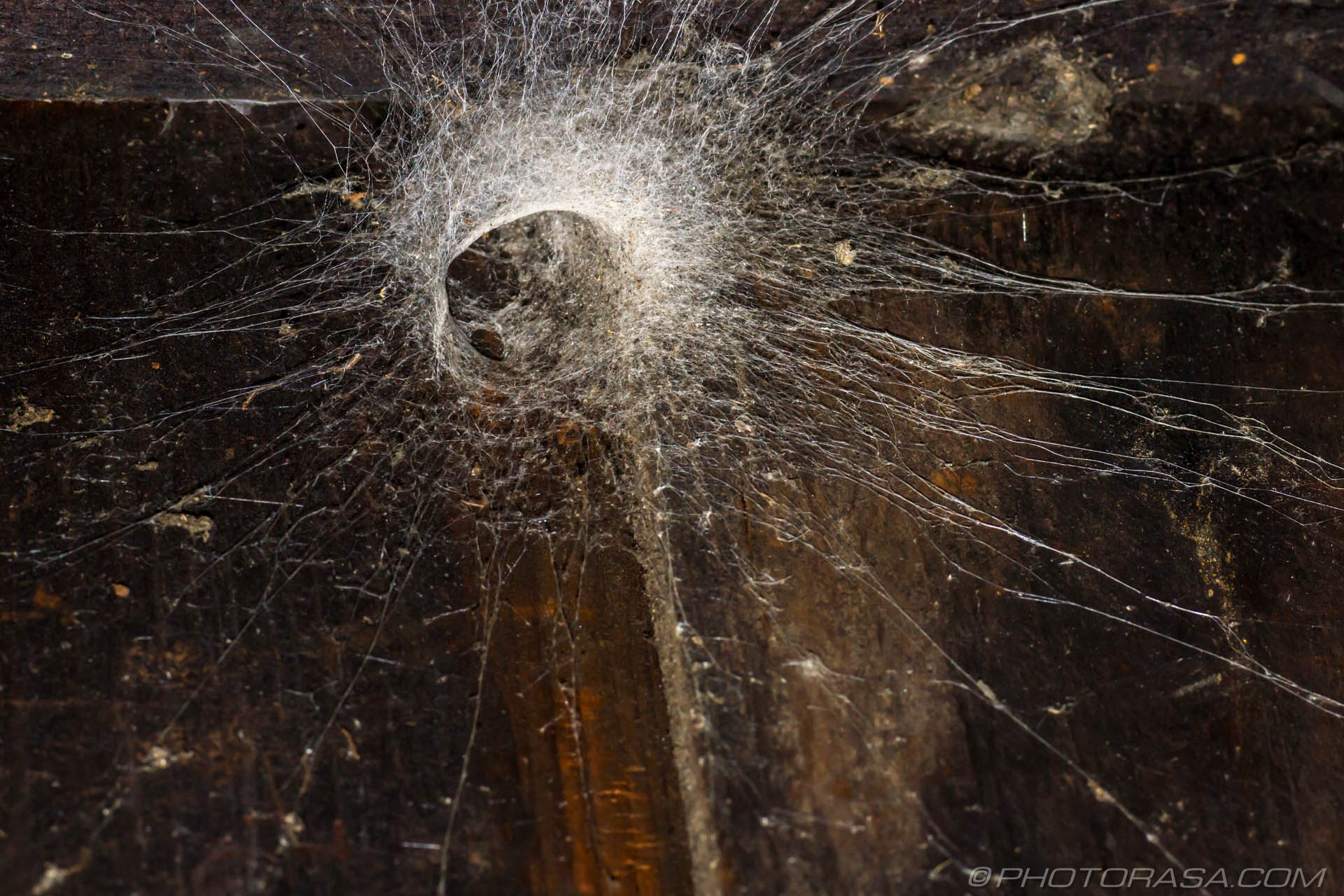 Giant House Spiders Photorasa Free HD Photos