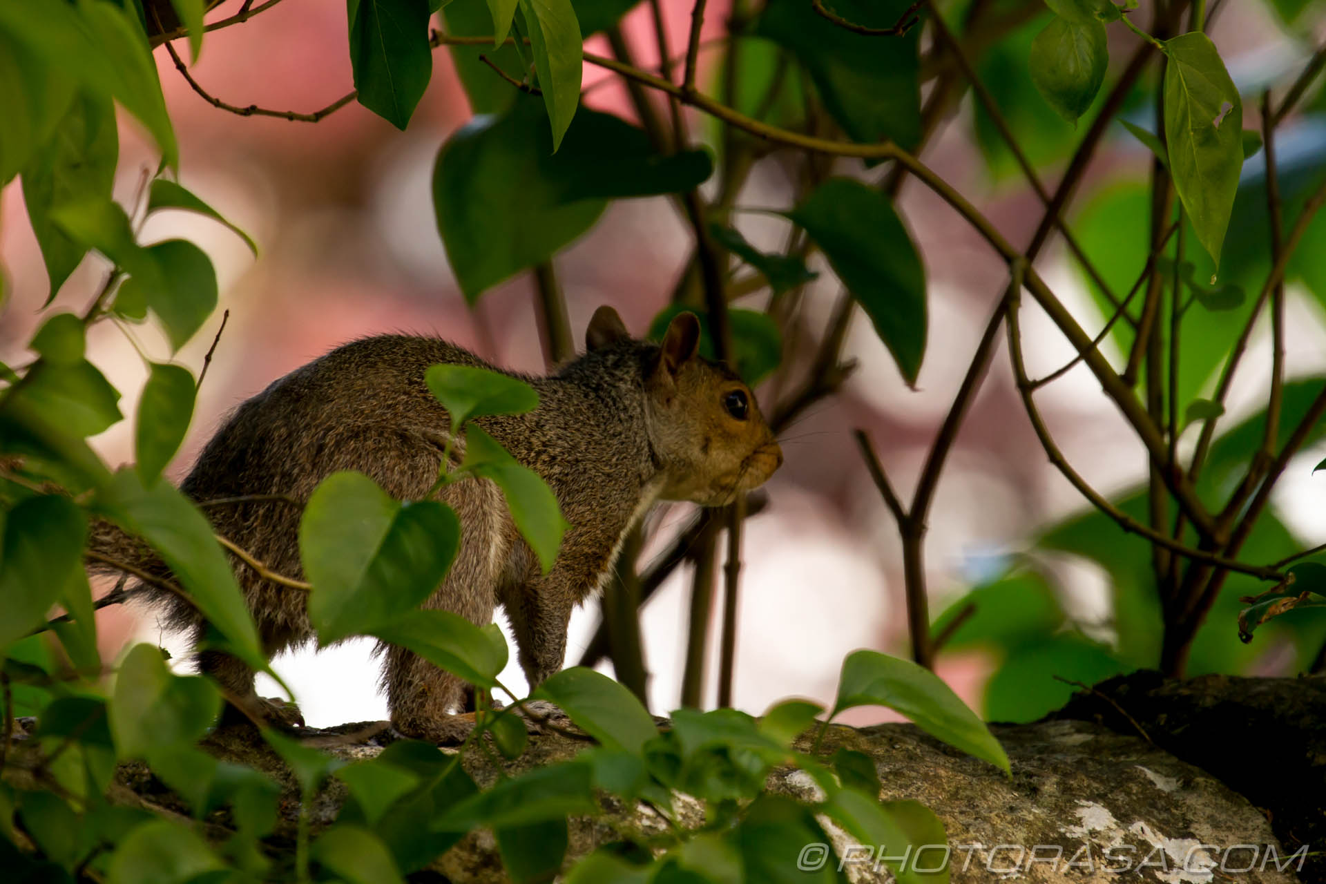 squirrel on a wall Photorasa Free HD Photos