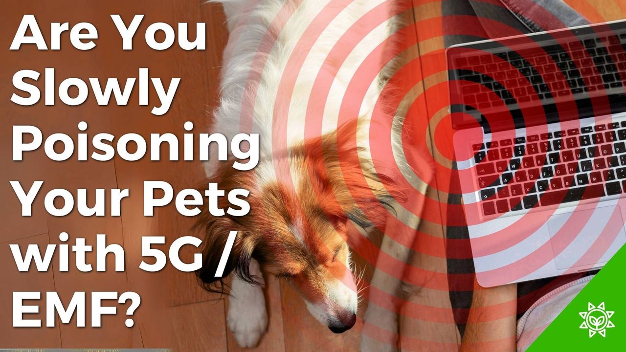 Protect Your Pet from EMF Poisoning—Before It's Too Late!(04)