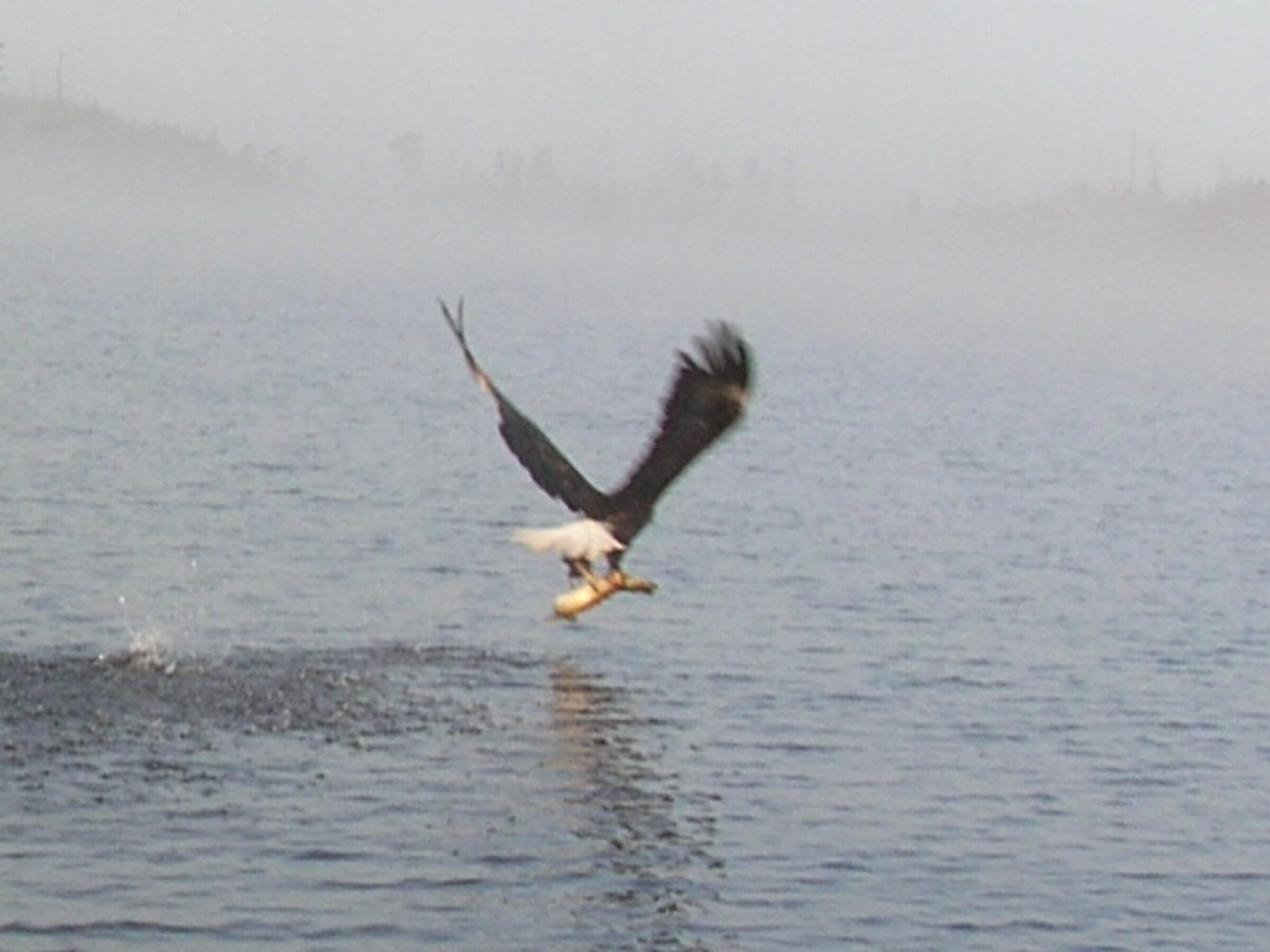 BWCA August 2024 Photo Contest Boundary Waters Listening Point