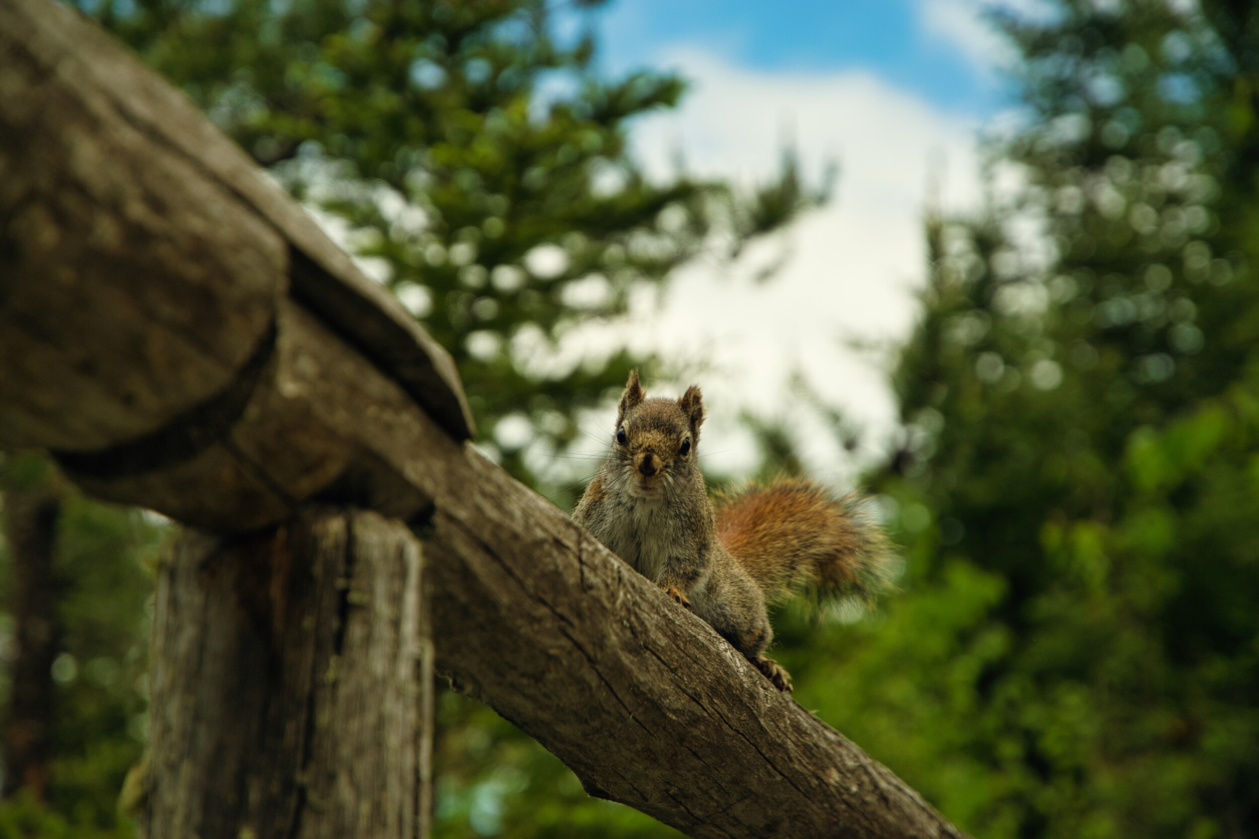 BWCA August 2024 Photo Contest Boundary Waters Listening Point
