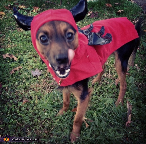 Devil Dog Costume Affordable Halloween Costumes