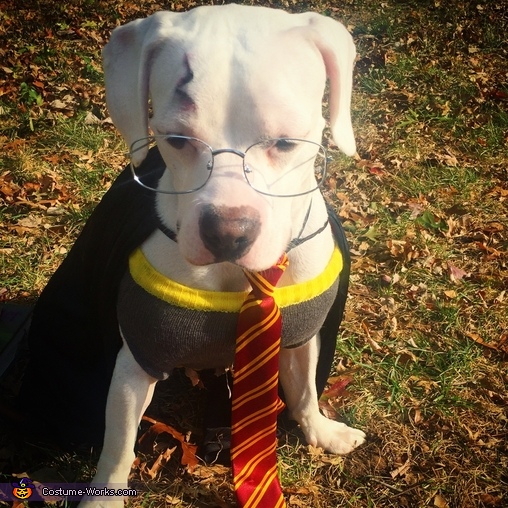 Harry Potter Dog Halloween Costume Coolest DIY Costumes Photo 2/2