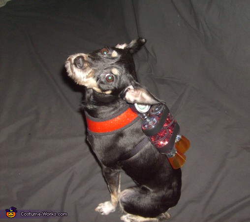 Rocket Dog costume for pets DIY Costumes Under 25