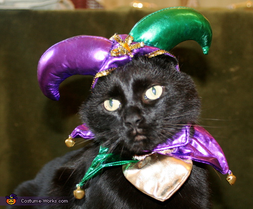 Jester costume for cats DIY Costumes Under 25