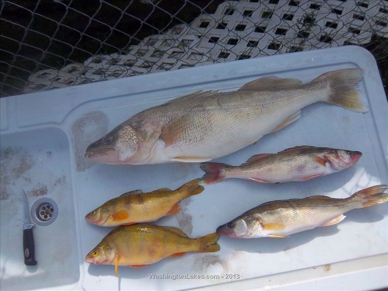 Moses Lake WA Fishing Reports, Map & Hot Spots