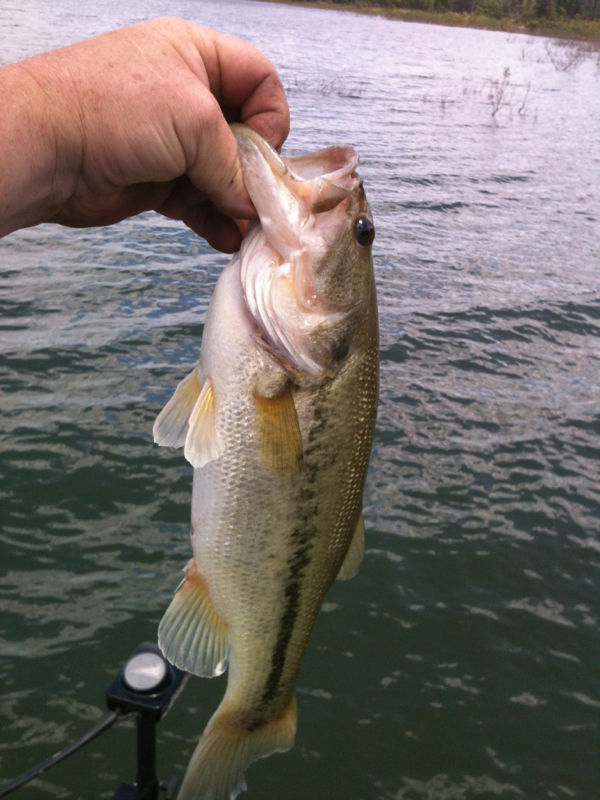 Greers Ferry Lake AR Fishing Reports, Map & Hot Spots
