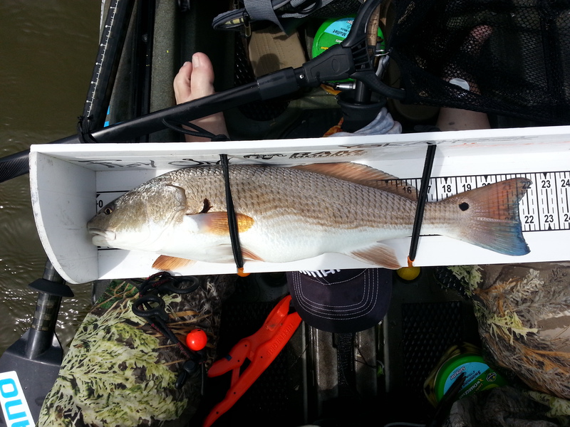 Caught a puppy drum on Oregon Inlet using a gulp