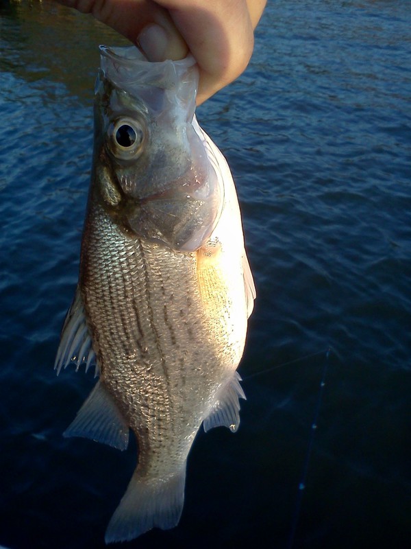 Carlyle Lake IL Fishing Reports, Map & Hot Spots