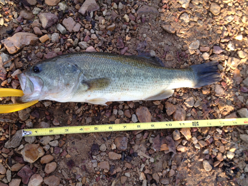 Stockton Lake MO Fishing Reports, Map & Hot Spots