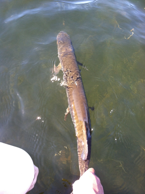 Tiger Cat Flowage WI Fishing Reports, Map & Hot Spots