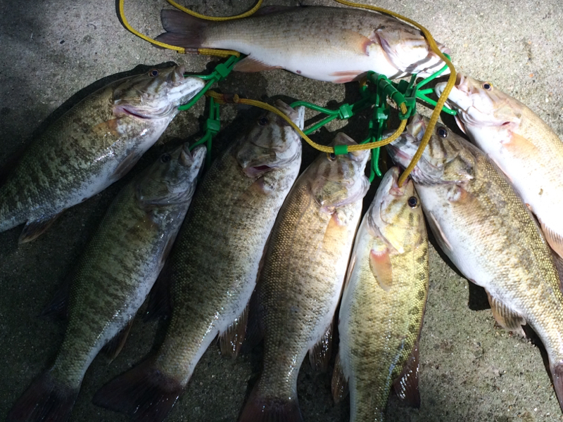 Kankakee River IL Fishing Reports, Map & Hot Spots