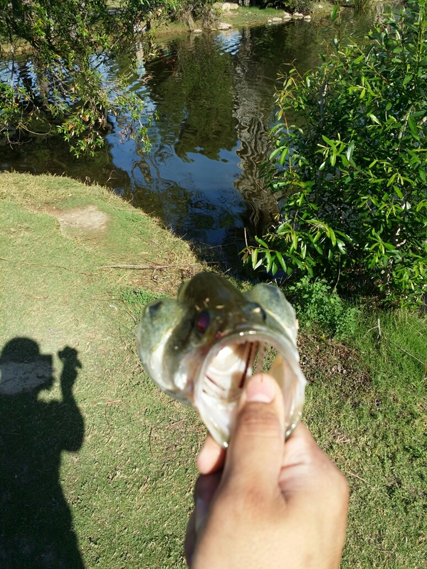 El Dorado Park lakes CA Fishing Reports, Map & Hot Spots