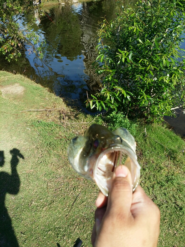 El Dorado Park lakes CA Fishing Reports, Map & Hot Spots