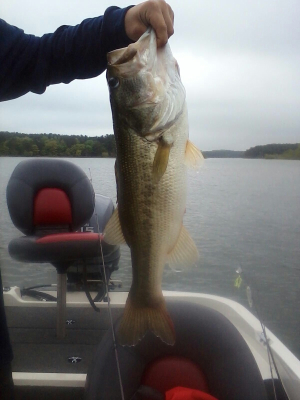 Lake Russell SC Fishing Reports, Map & Hot Spots