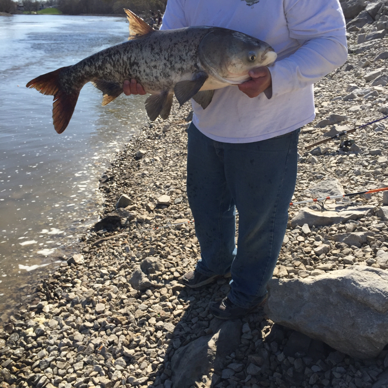 Carlyle Lake IL Fishing Reports, Map & Hot Spots