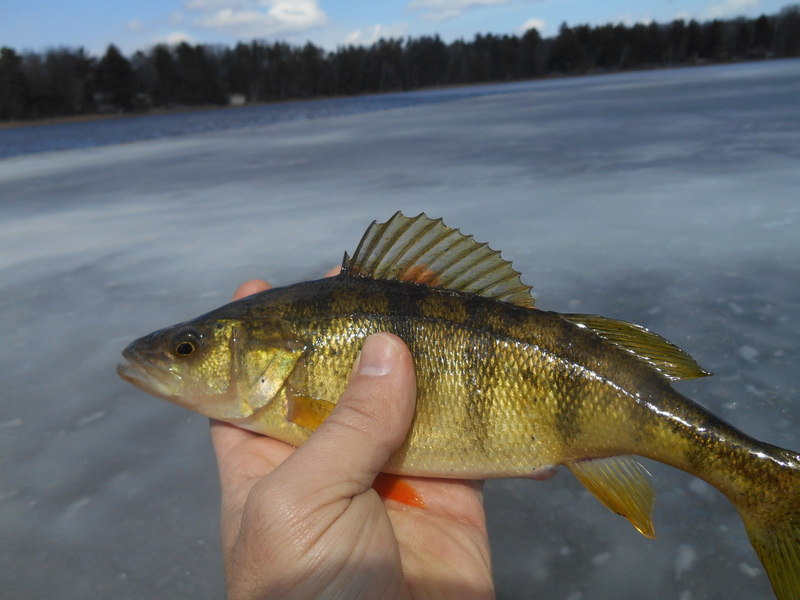 Wild Rice Lake WI Fishing Reports, Map & Hot Spots