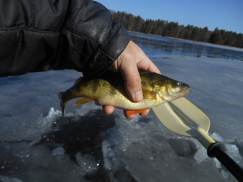 Wild Rice Lake WI Fishing Reports, Map & Hot Spots