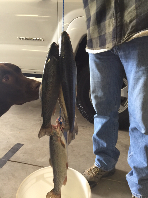Show Low Lake AZ Fishing Reports, Map & Hot Spots