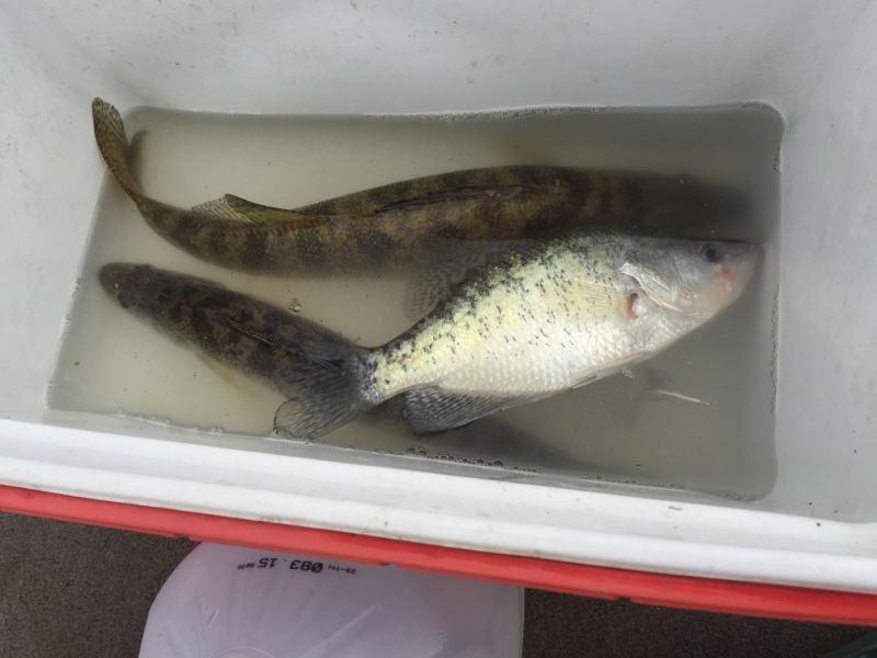 Berlin Lake OH Fishing Reports, Map & Hot Spots