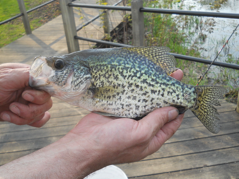Grand River MI Fishing Reports, Map & Hot Spots