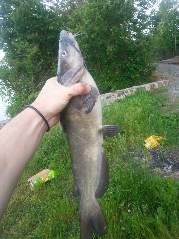 Badin Lake NC Fishing Reports, Map & Hot Spots