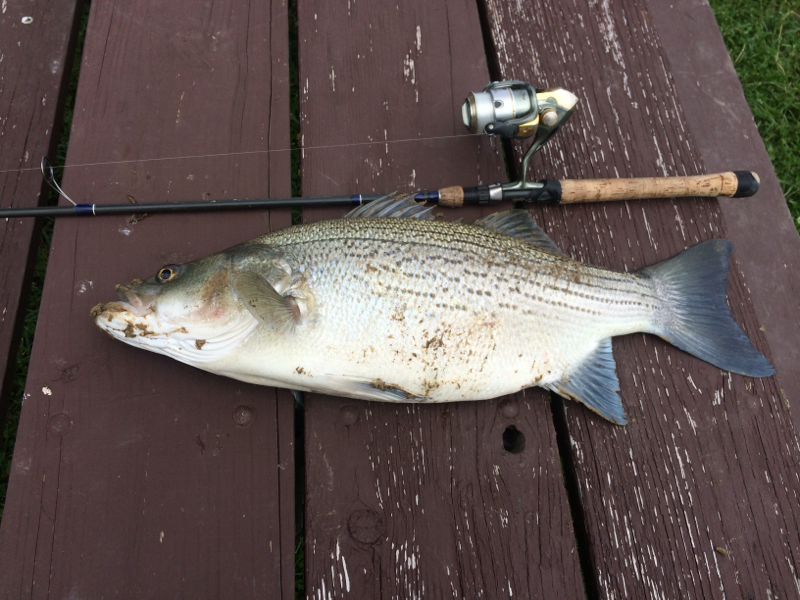 Branched Oak Lake SRA NE Fishing Reports, Map & Hot Spots