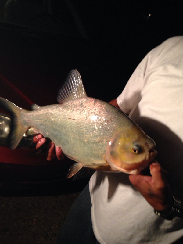 Lake Meredith TX Fishing Reports, Map & Hot Spots
