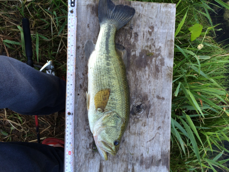 Lake Zurich IL Fishing Reports, Map & Hot Spots