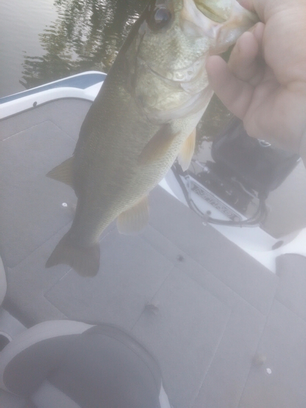 Badin Lake NC Fishing Reports, Map & Hot Spots