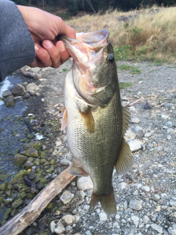 Coyote Lake CA Fishing Reports, Map & Hot Spots