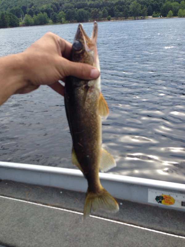 Great Sacandaga Lake Fishing Map Printable Maps Online