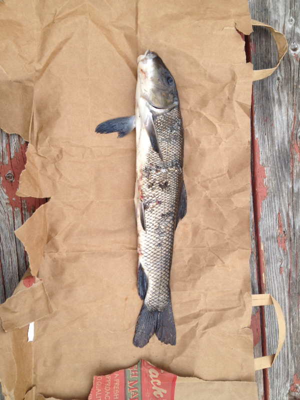 Gulliver Lake MI Fishing Reports, Map & Hot Spots