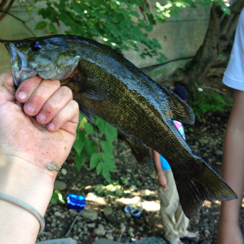Lake Cobbosseecontee ME Fishing Reports, Map & Hot Spots