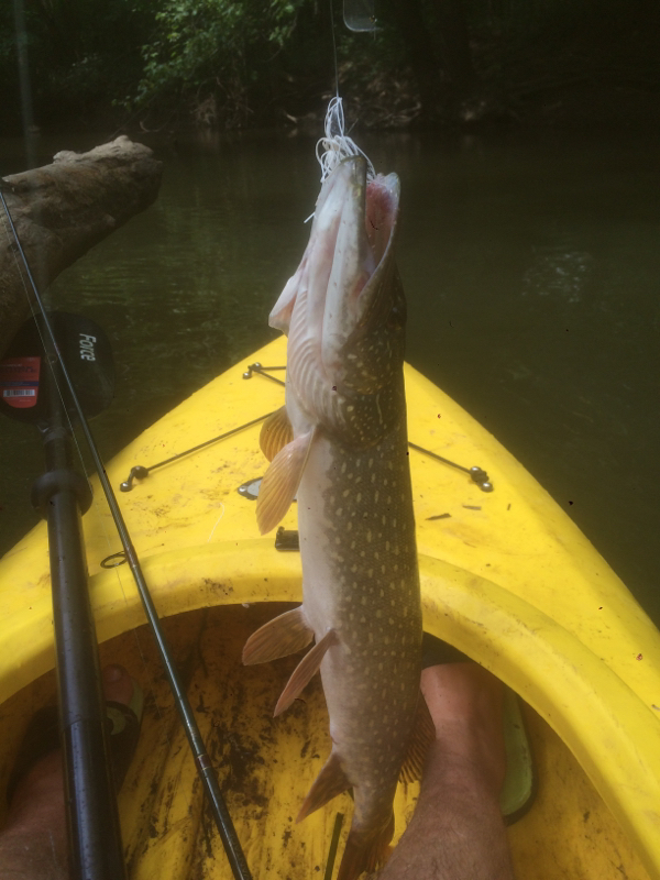 Cuyahoga River OH Fishing Reports, Map & Hot Spots