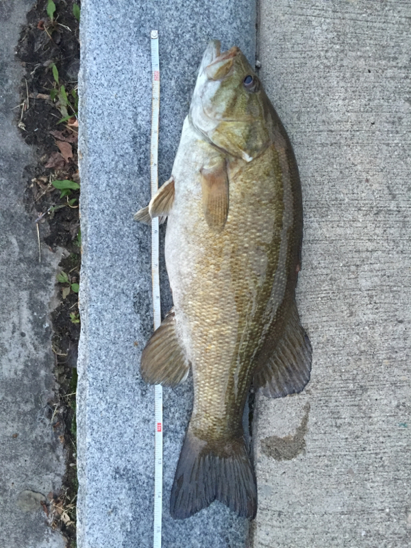 Genesee River NY Fishing Reports, Map & Hot Spots