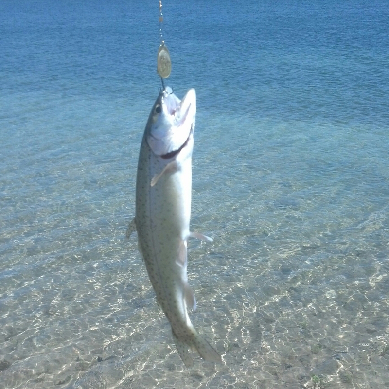 Truckee River NV Fishing Reports, Map & Hot Spots