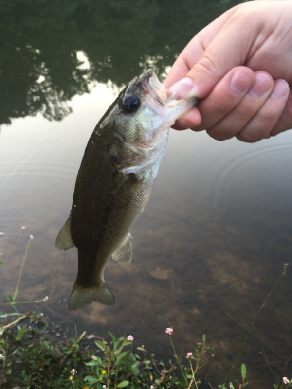 Locust Shade Park Pond VA Fishing Reports, Map & Hot Spots