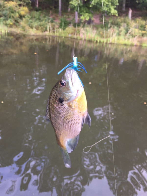 Locust Shade Park Pond VA Fishing Reports, Map & Hot Spots