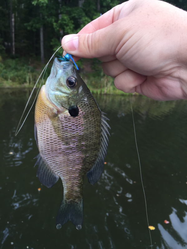 Locust Shade Park Pond VA Fishing Reports, Map & Hot Spots